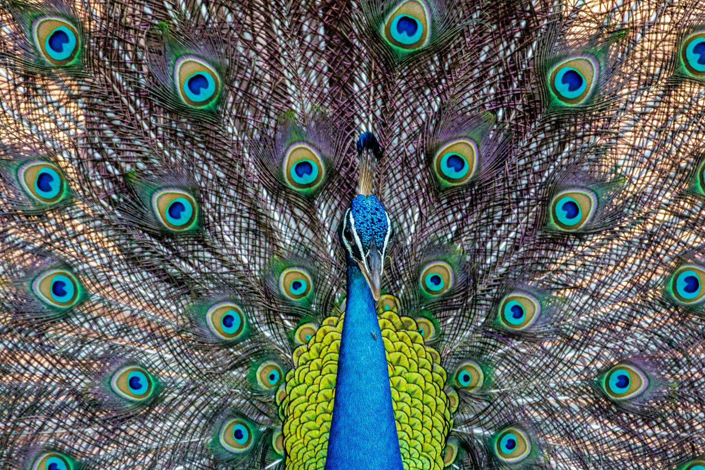 Blauer Pfau